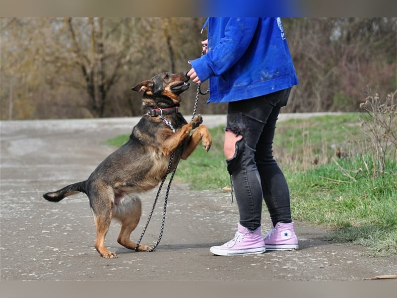 Amelia ist verspielt und aktiv