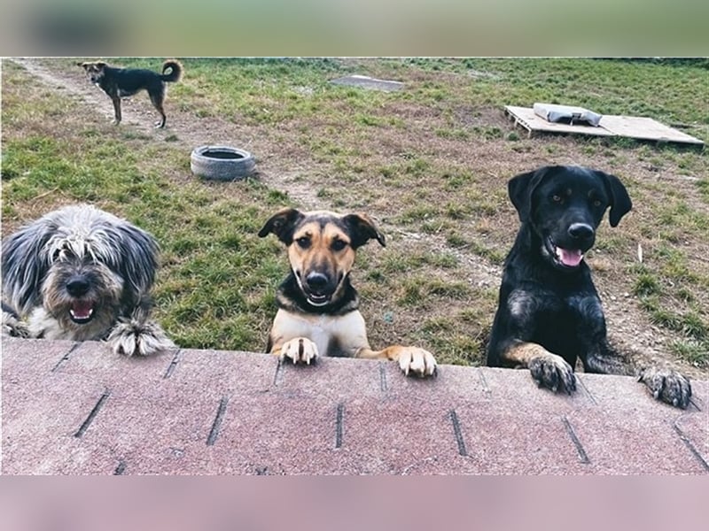 Polly N9 versüßt den Tag