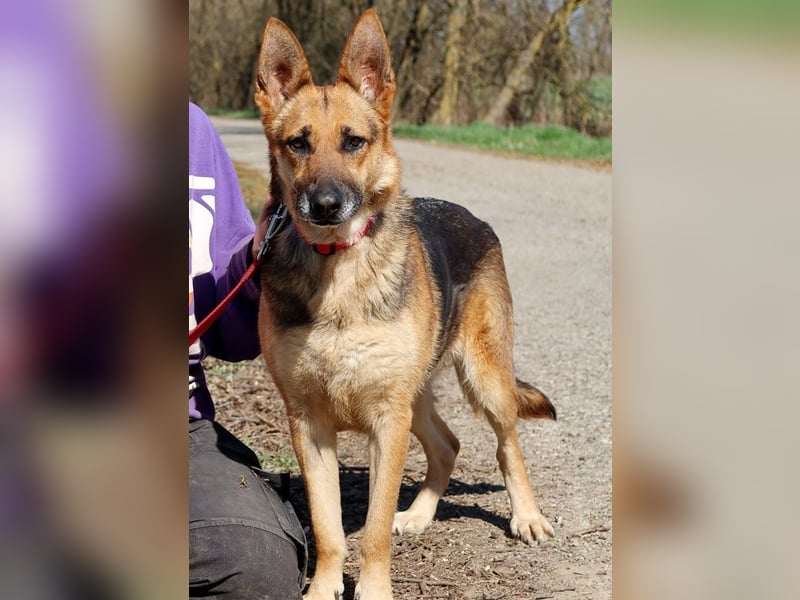 Roxy C59 spielt gerne mit Bällchen