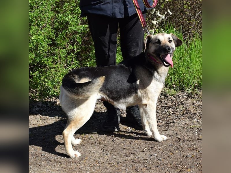 Candy C63 liebt Menschen aus vollem Herzen