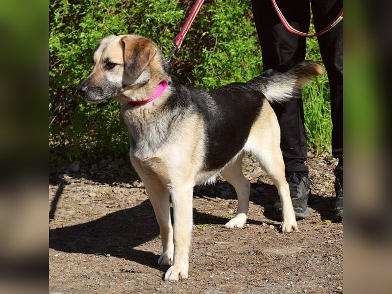 Candy C65 liebt Menschen aus vollem Herzen