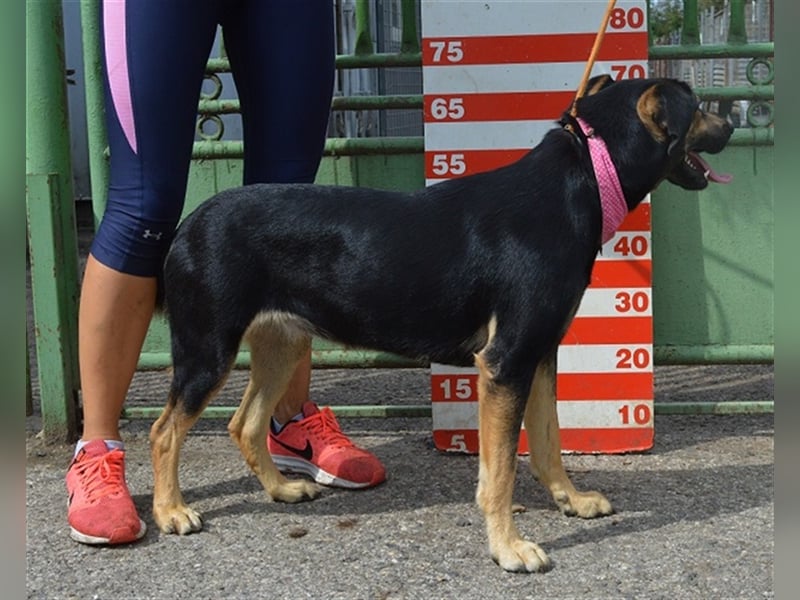 Pepita sucht empathische Menschen