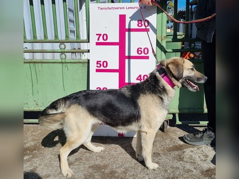 Candy C65 liebt Menschen aus vollem Herzen
