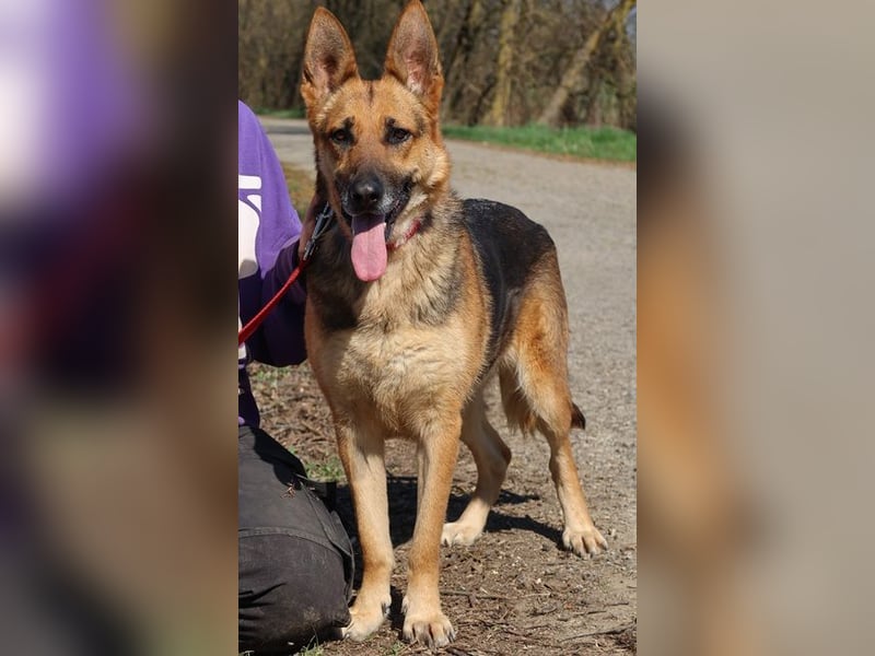 Roxy C59 spielt gerne mit Bällchen