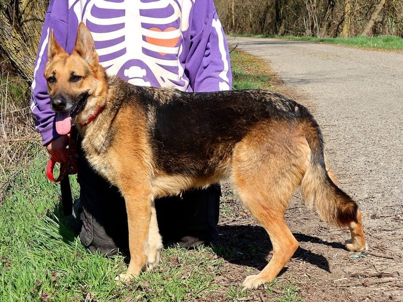 Roxy C59 spielt gerne mit Bällchen