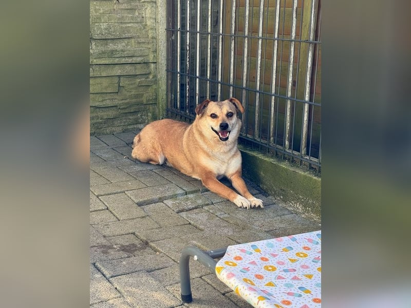 ♥ADELE♥ auf Pflegestelle bei Köln - süßes kleines, noch etwas schüchternes Pummelchen 41 cm