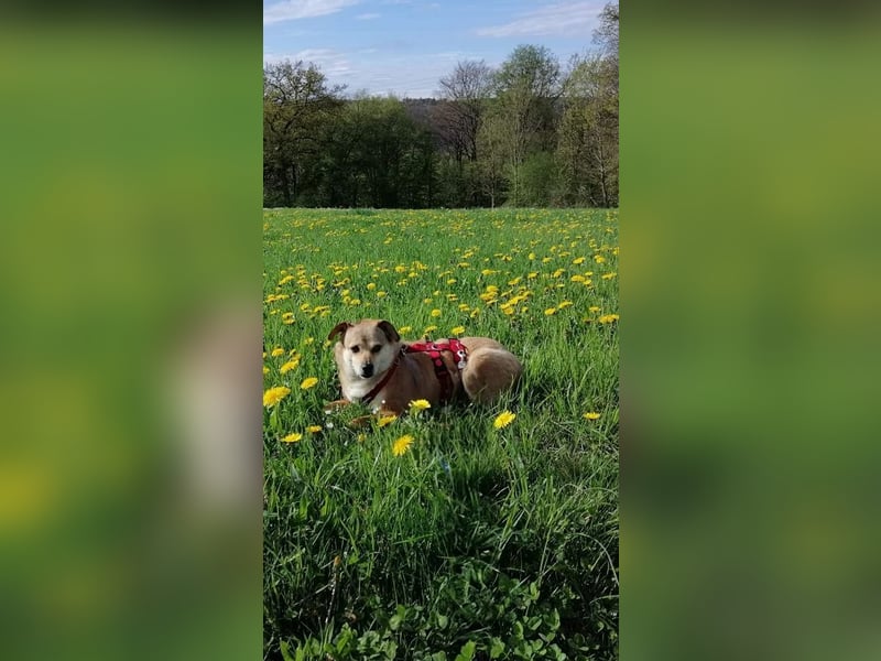 ♥ADELE♥ auf Pflegestelle bei Köln - süße kleine, noch etwas vorsichtige Hündin 41 cm