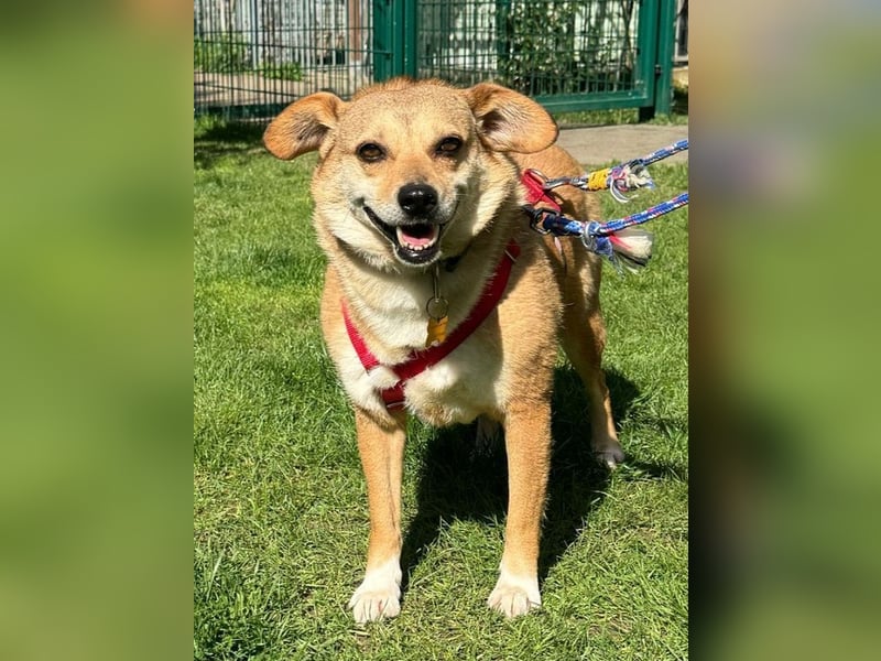 ♥ADELE♥ auf Pflegestelle bei Köln - süße kleine, noch etwas vorsichtige Hündin 41 cm