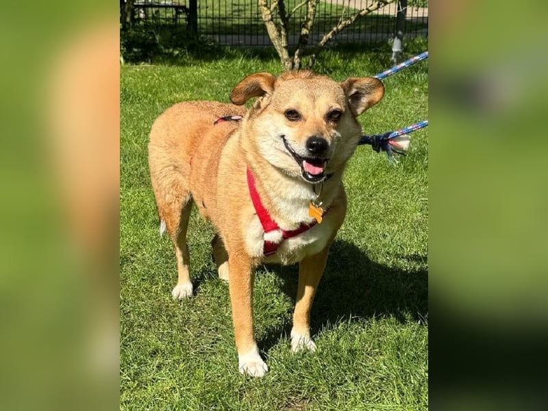 ♥ADELE♥ auf Pflegestelle bei Köln - süße kleine, noch etwas vorsichtige Hündin 41 cm