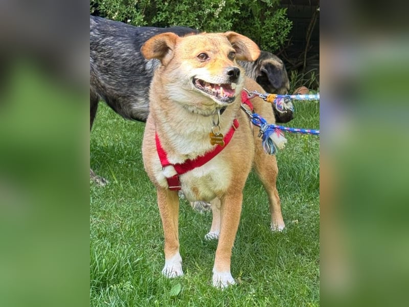 ♥ADELE♥ auf Pflegestelle bei Köln - süße kleine, noch etwas vorsichtige Hündin 41 cm