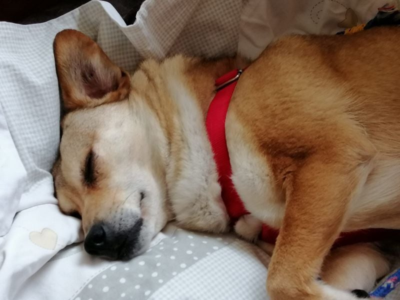 ♥ADELE♥ auf Pflegestelle bei Köln - süße kleine, noch etwas vorsichtige Hündin 41 cm