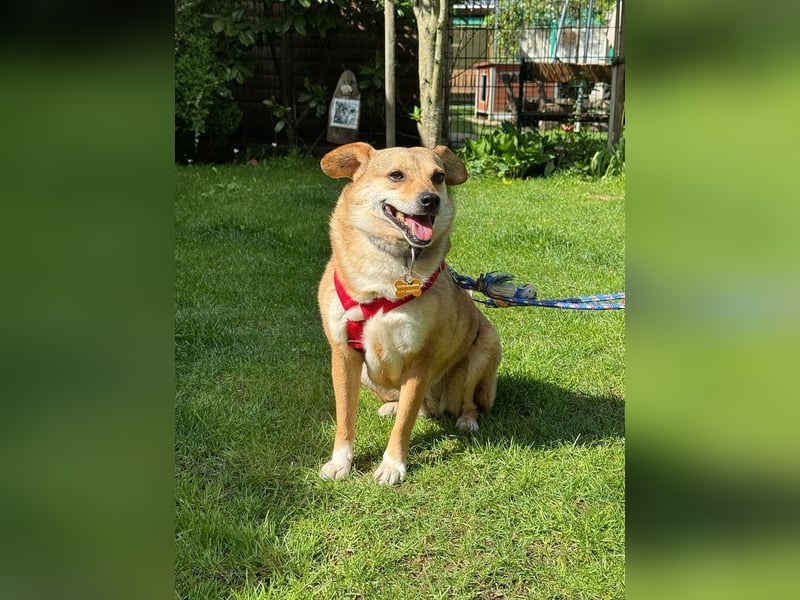 ♥ADELE♥ auf Pflegestelle bei Köln - süße kleine, noch etwas vorsichtige Hündin 41 cm