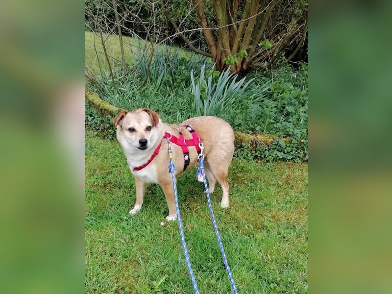 ♥ADELE♥ auf Pflegestelle bei Köln - süße kleine, noch etwas vorsichtige Hündin 41 cm