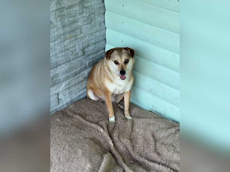 ♥ADELE♥ auf Pflegestelle bei Köln - süßes kleines, noch etwas schüchternes Pummelchen 41 cm