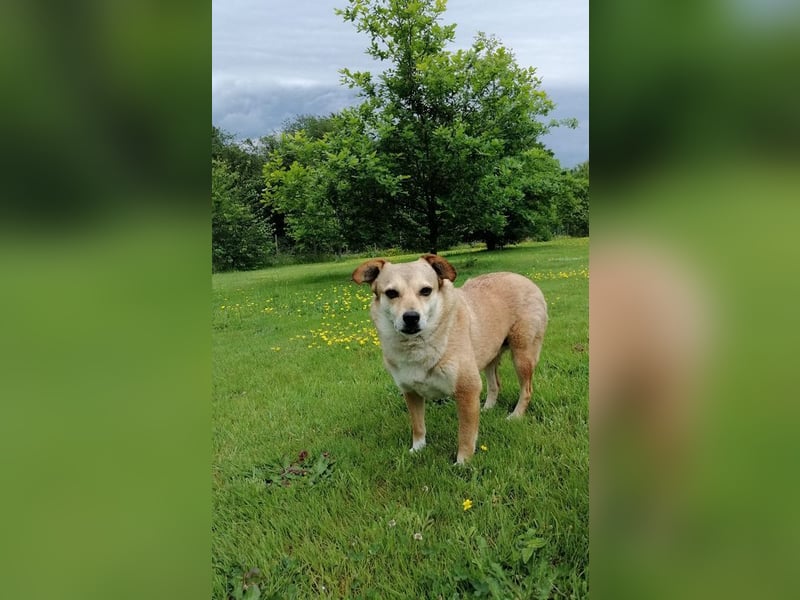 ♥ADELE♥ auf Pflegestelle bei Köln - süße kleine, noch etwas vorsichtige Hündin 41 cm