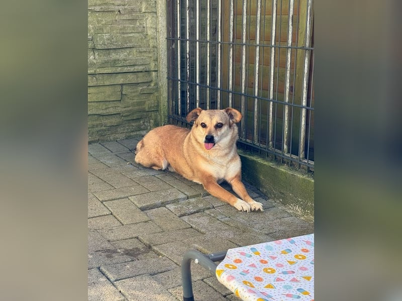 ♥ADELE♥ auf Pflegestelle bei Köln - süßes kleines, noch etwas schüchternes Pummelchen 41 cm