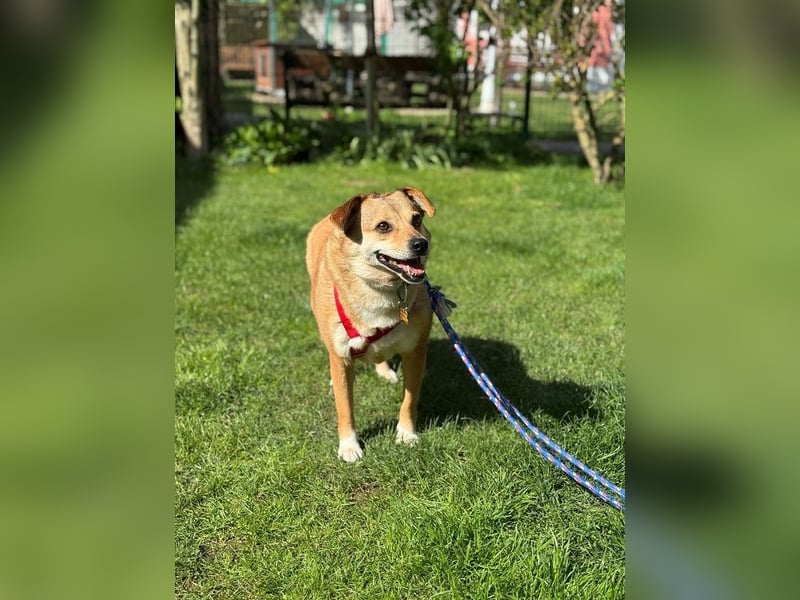 ♥ADELE♥ auf Pflegestelle bei Köln - süße kleine, noch etwas vorsichtige Hündin 41 cm
