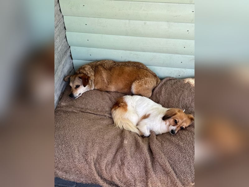 ♥ADELE♥ auf Pflegestelle bei Köln - süßes kleines, noch etwas schüchternes Pummelchen 41 cm