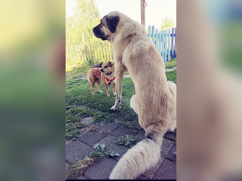 ♥ADELE♥ auf Pflegestelle bei Köln - süße kleine, noch etwas vorsichtige Hündin 41 cm