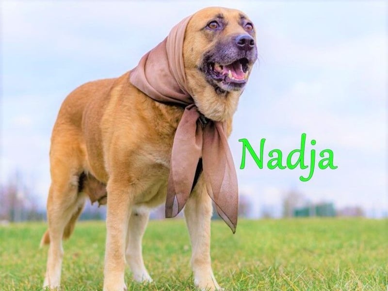 Nadja 01/2017 (RU Pflegestelle) - treue und verschmuste Hündin mit goldenem Herz!
