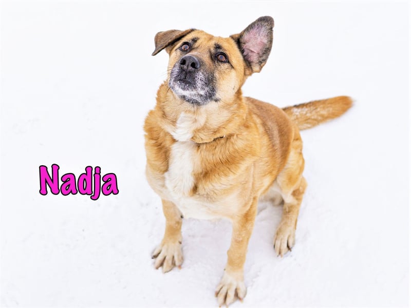 Nadja 01/2017 (RU Pflegestelle) - treue und verschmuste Hündin mit goldenem Herz!