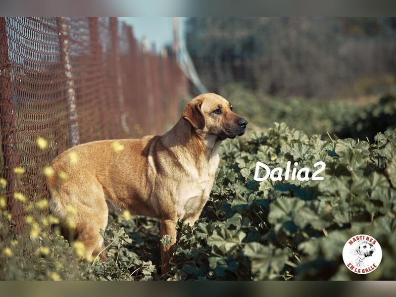 Dalia2 10/2018 (ESP) - verspielte, sanfte und zurückhaltende Hündin!