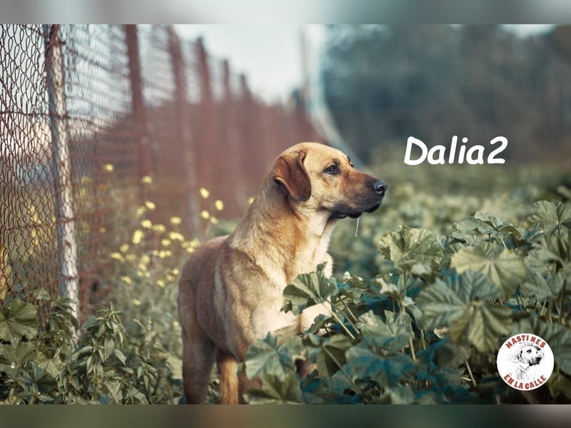Dalia2 10/2018 (ESP) - verspielte, sanfte und zurückhaltende Hündin!