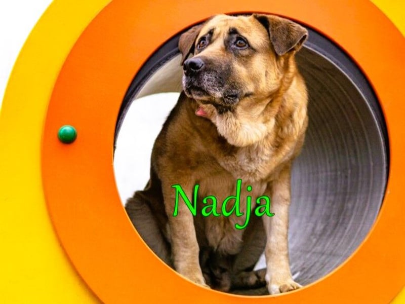 Nadja 01/2017 (RU Pflegestelle) - treue und verschmuste Hündin mit goldenem Herz!
