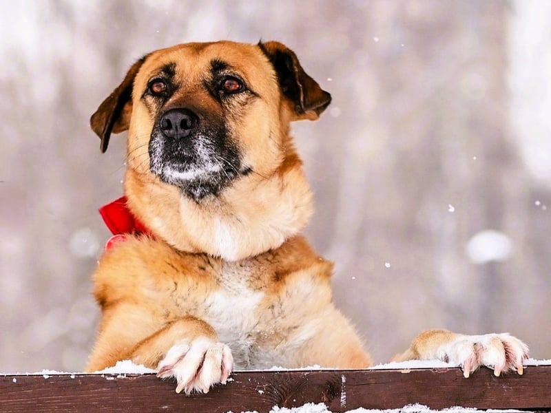 Nadja 01/2017 (RU Pflegestelle) - treue und verschmuste Hündin mit goldenem Herz!