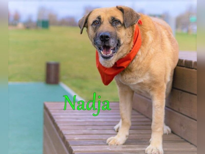 Nadja 01/2017 (RU Pflegestelle) - treue und verschmuste Hündin mit goldenem Herz!