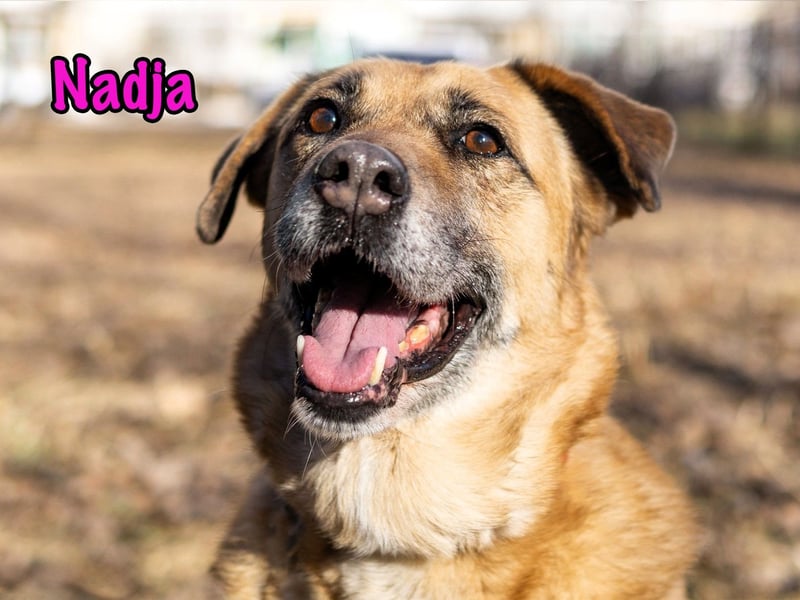 Nadja 01/2017 (RU Pflegestelle) - treue und verschmuste Hündin mit goldenem Herz!