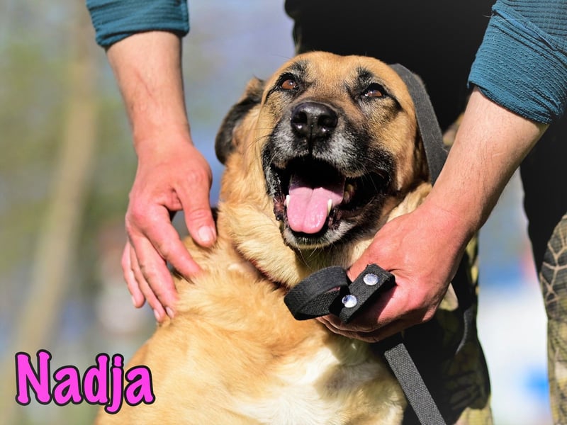 Nadja 01/2017 (RU Pflegestelle) - treue und verschmuste Hündin mit goldenem Herz!