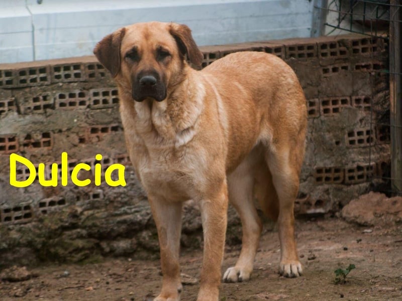 Dulcia 12/2019 (ESP) - sanftmütige, schüchterne Hündin sucht einfühlsames Zuhause!