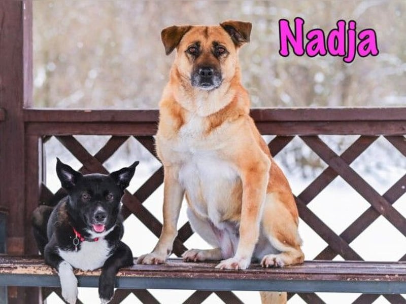 Nadja 01/2017 (RU Pflegestelle) - treue und verschmuste Hündin mit goldenem Herz!