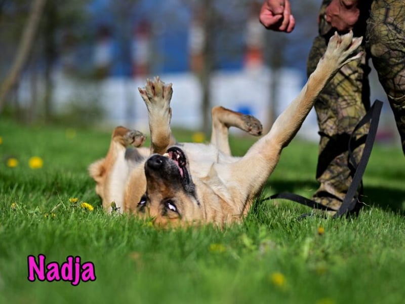 Nadja 01/2017 (RU Pflegestelle) - treue und verschmuste Hündin mit goldenem Herz!