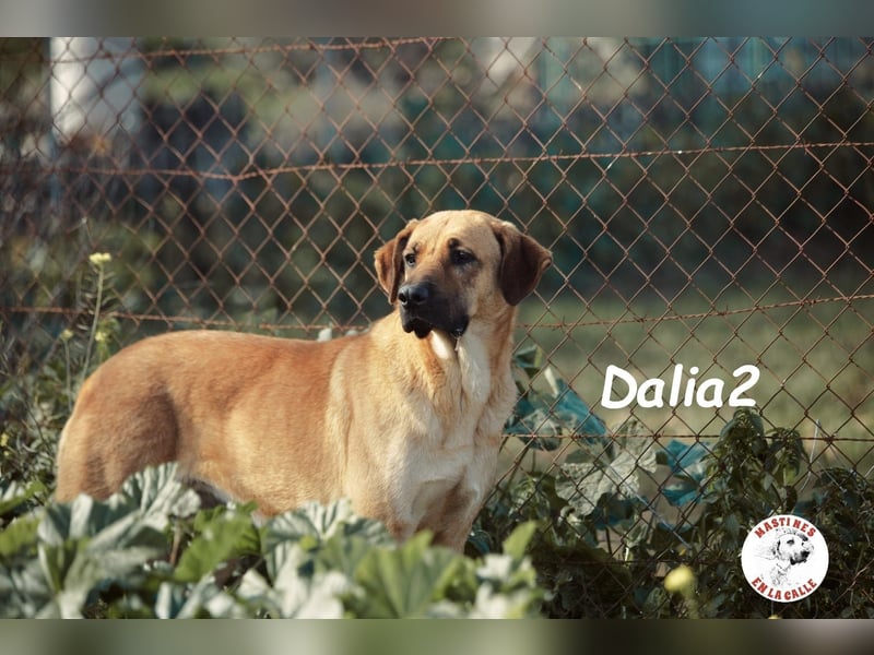 Dalia2 10/2018 (ESP) - verspielte, sanfte und zurückhaltende Hündin!