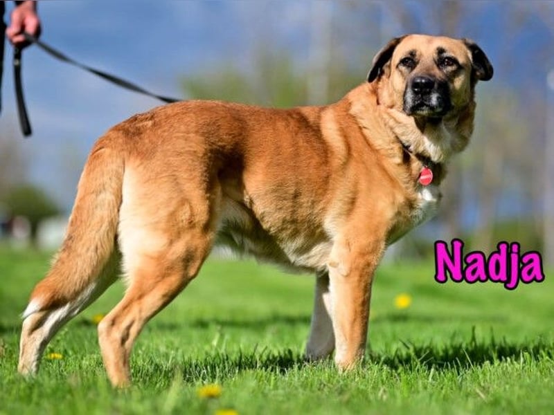 Nadja 01/2017 (RU Pflegestelle) - treue und verschmuste Hündin mit goldenem Herz!