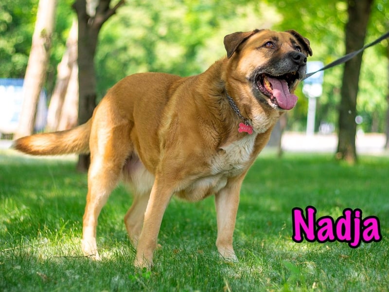 Nadja 01/2017 (RU Pflegestelle) - treue und verschmuste Hündin mit goldenem Herz!