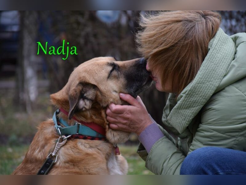 Nadja 01/2017 (RU Pflegestelle) - treue und verschmuste Hündin mit goldenem Herz!