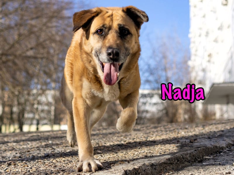 Nadja 01/2017 (RU Pflegestelle) - treue und verschmuste Hündin mit goldenem Herz!