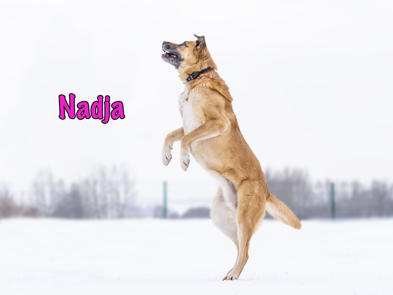 Nadja 01/2017 (RU Pflegestelle) - treue und verschmuste Hündin mit goldenem Herz!