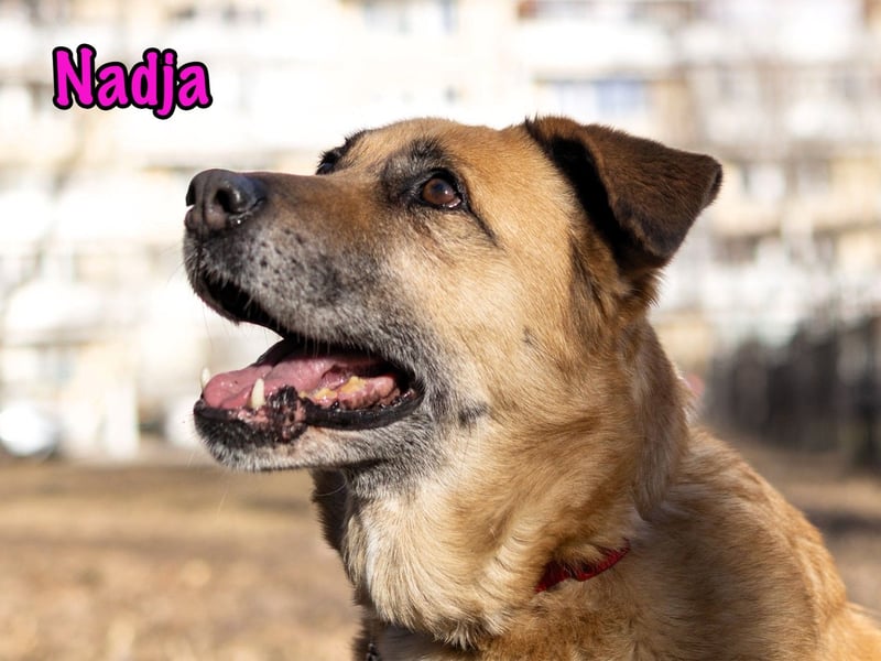 Nadja 01/2017 (RU Pflegestelle) - treue und verschmuste Hündin mit goldenem Herz!