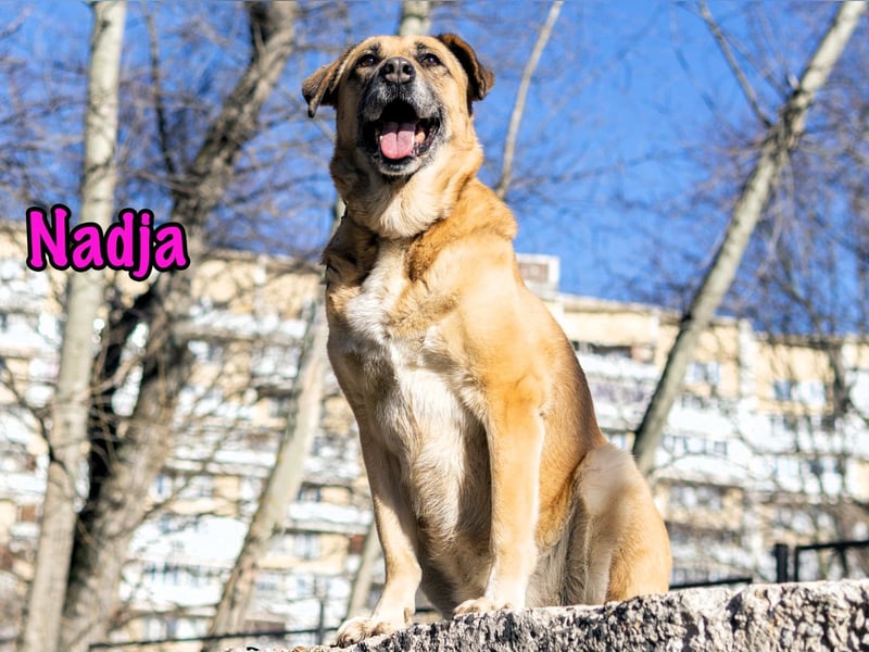 Nadja 01/2017 (RU Pflegestelle) - treue und verschmuste Hündin mit goldenem Herz!