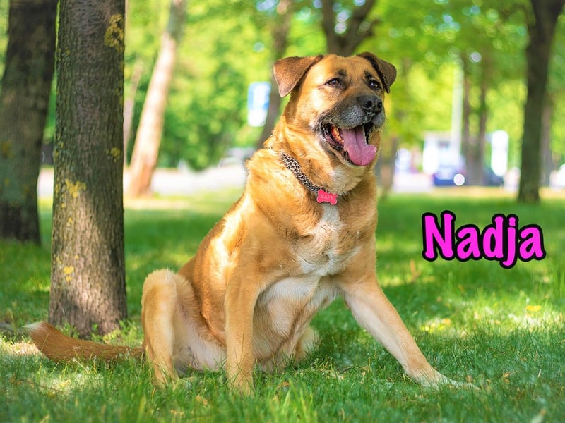 Nadja 01/2017 (RU Pflegestelle) - treue und verschmuste Hündin mit goldenem Herz!