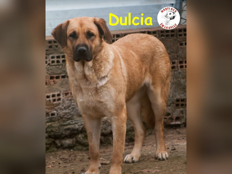 Dulcia 12/2019 (ESP) - sanftmütige, schüchterne Hündin sucht einfühlsames Zuhause!