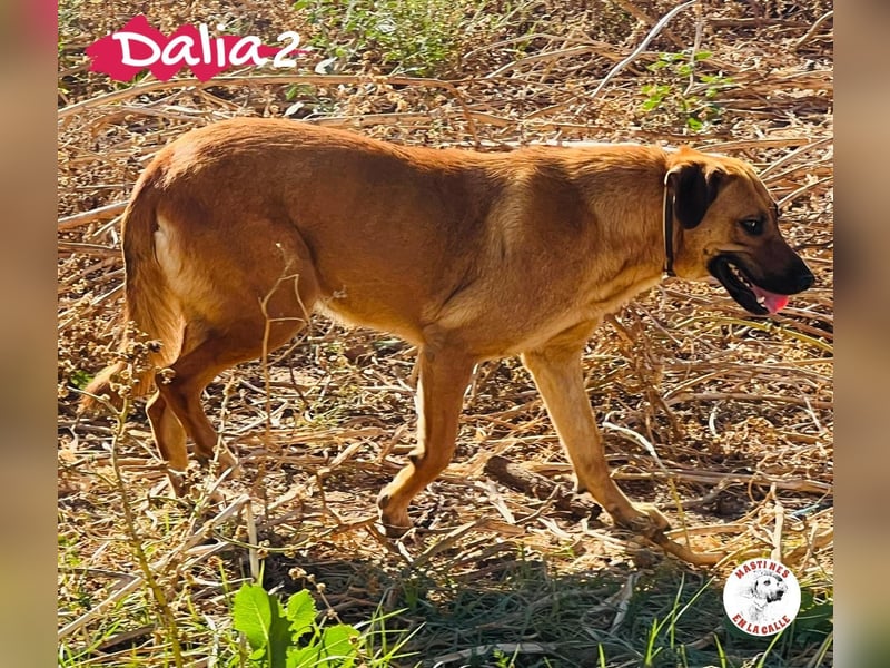 Dalia2 10/2018 (ESP) - verspielte, sanfte und zurückhaltende Hündin!
