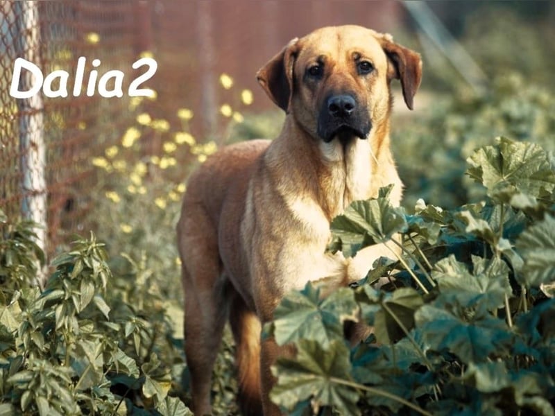 Dalia2 10/2018 (ESP) - verspielte, sanfte und zurückhaltende Hündin!