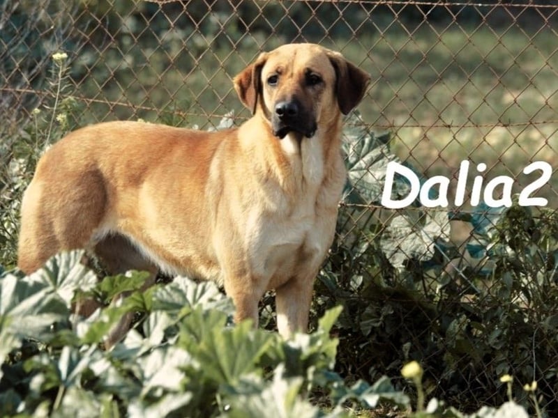 Dalia2 10/2018 (ESP) - verspielte, sanfte und zurückhaltende Hündin!