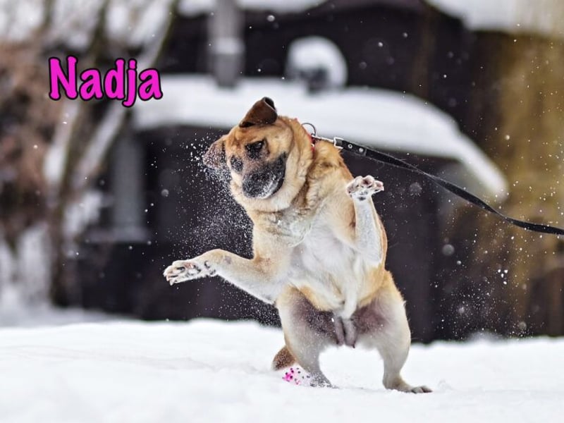 Nadja 01/2017 (RU Pflegestelle) - treue und verschmuste Hündin mit goldenem Herz!