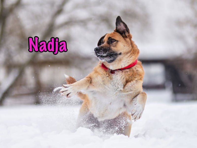 Nadja 01/2017 (RU Pflegestelle) - treue und verschmuste Hündin mit goldenem Herz!